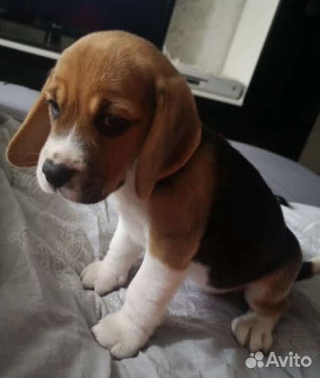 Красавица девочка бигль