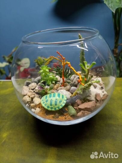 Подарок флорариум