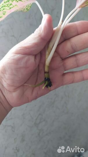 Аглаонема тайская