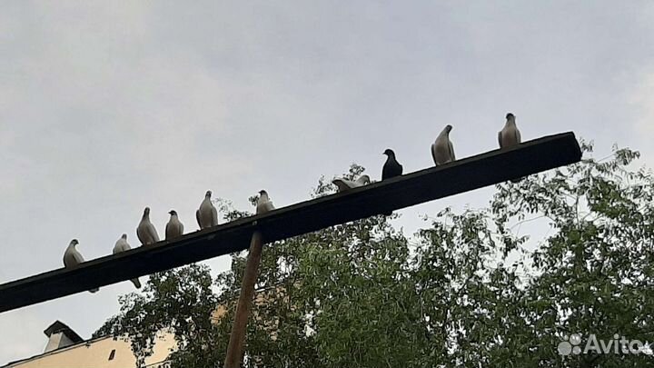 Продажа голубей