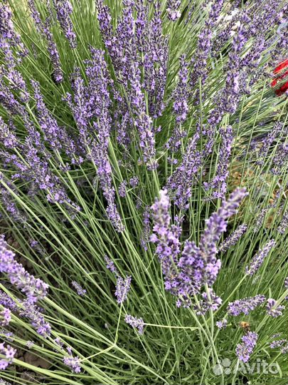 Лаванда урожай 2023 на срез Для чая, выпечки