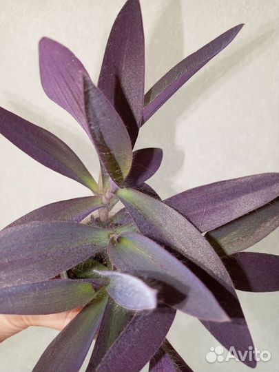 Сеткреазия пурпурная в горшке 0.4 л