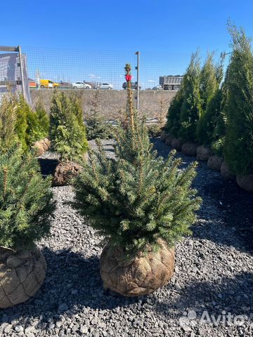 Ель голубая оптом