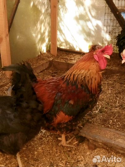 Яйцо инкубационное русская хохлатая