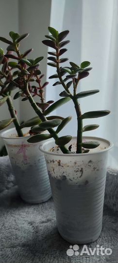 Крассула (Толстянка)