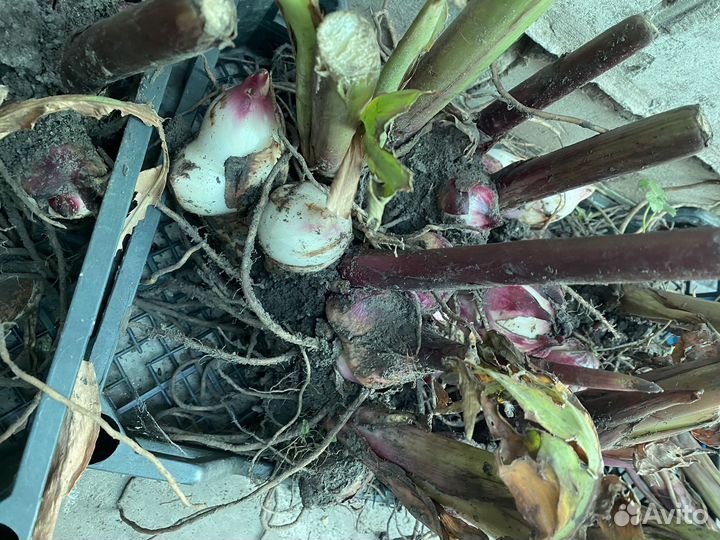 Клубни канны