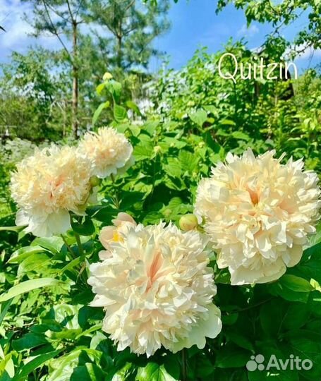 Пион Светлана Седова