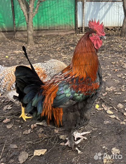 Петух Билефельдер. Маран черно медный