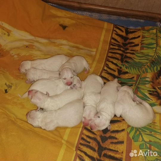 Далматинец щенки