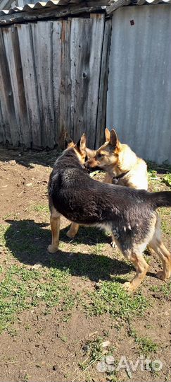 Продажа рабочих пастушьих собак(крс)