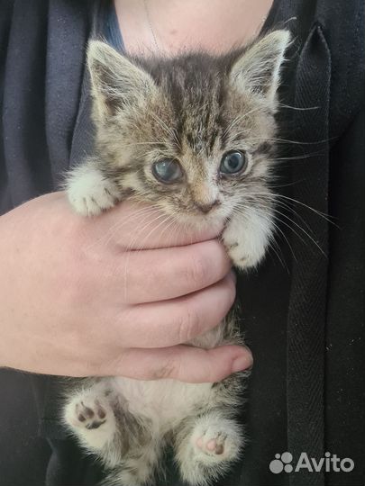 Котёнок - тигрёнок