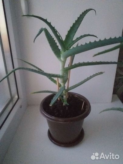 Алоэ столетник лечебный