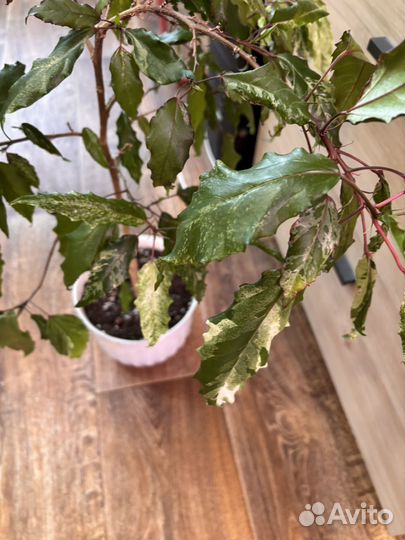 Гибискус вариегатный сортовой