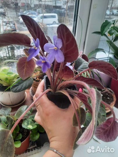 Фиалка цветущая ампельная