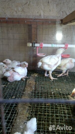 Бройлер.кобб 500 Подрощеный. 3х недельный.Доставка