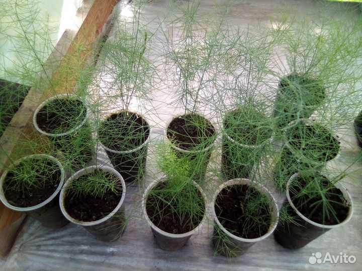 Аспарагус (Спаржа)