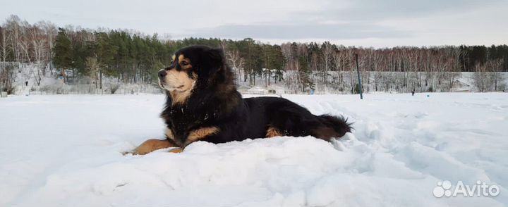 Вязка. Монгольский банхар. Кобель. Документы мкф