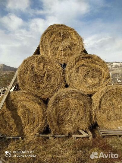 Продам сено в рулонах