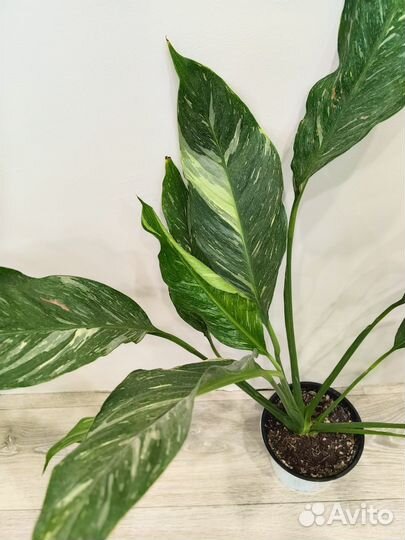 Спатифиллум даймонд вариегатный