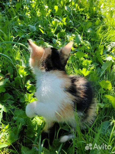 Трёхцветный котенок девочка в добрые руки