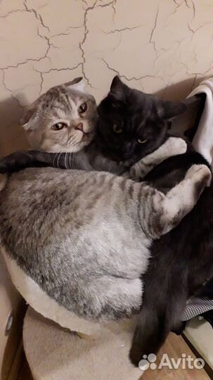 Продаю котенка