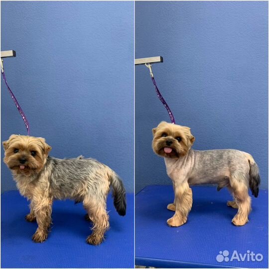 Стрижка собак