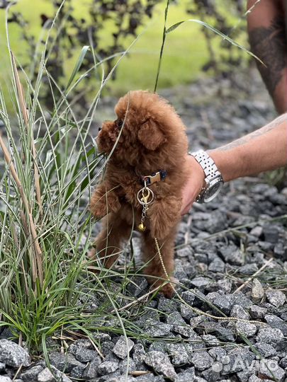 Тикап тедди пудель мальчик китай