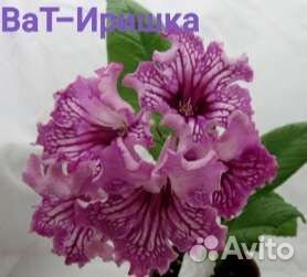 Стрептокарпусы сортовые