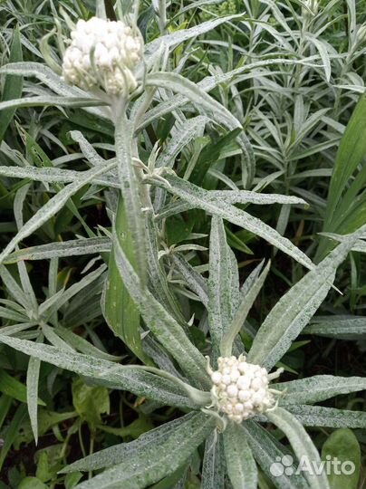 Цветы для сада