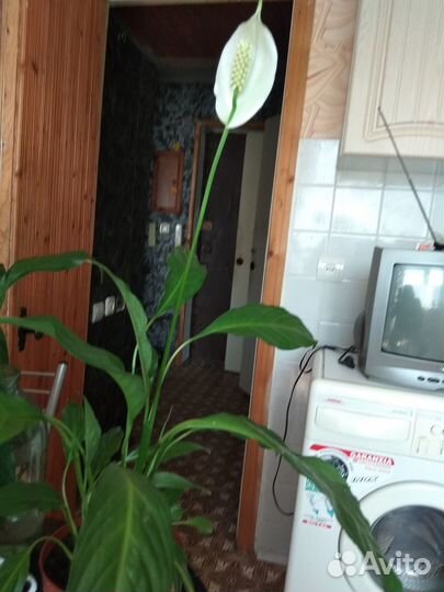 Спатифиллум