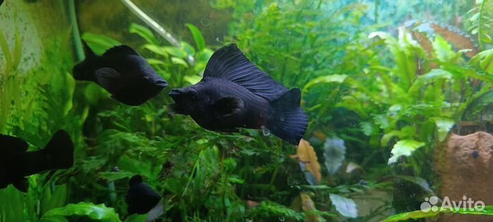 Велифера Нигра гигант/парусная