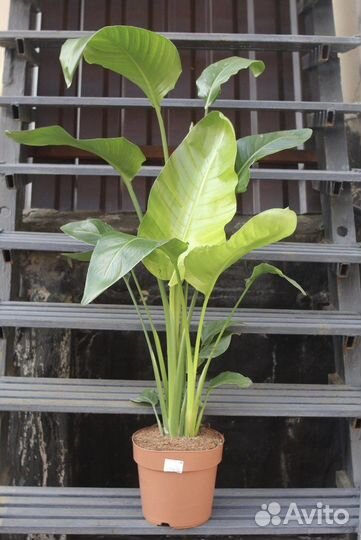 Стрелиция, Филодендрон Мамей, Калатея Варшевича