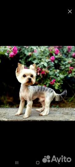 Йоркширский терьер мини, вязка