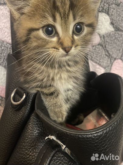 Кошки и котики в добрые руки