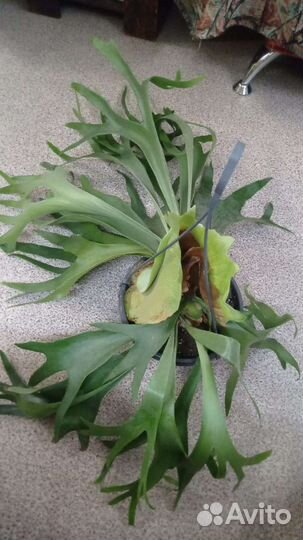 Платицериумы