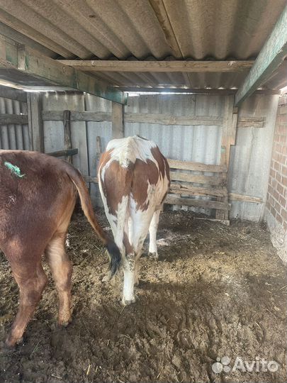 Домашние животные