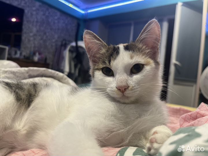 Котенок в добрые руки