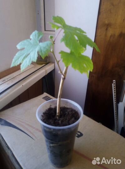 Саженцы винограда