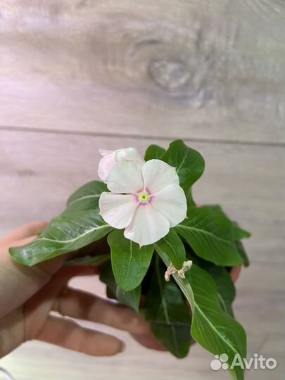 Катарантусы