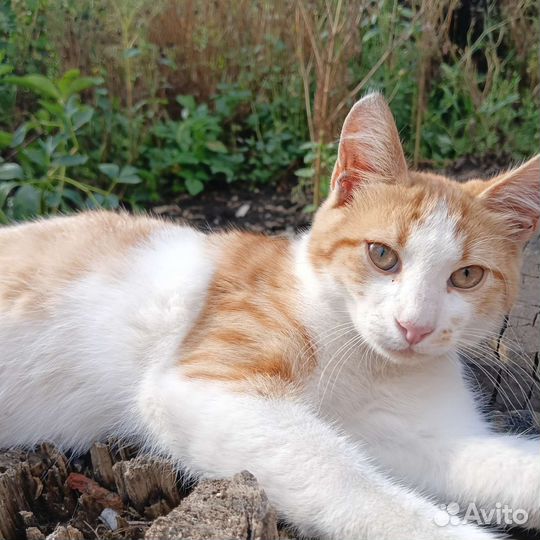 Кошка в дар бесплатно