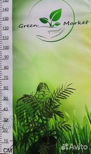 Акация ленкоранская (альбиция) саженец