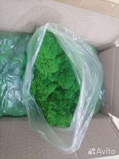 Стабилизированный мох