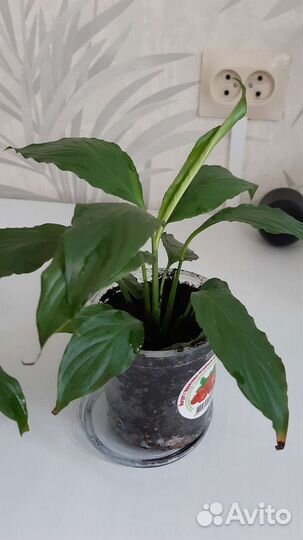 Спатифиллум