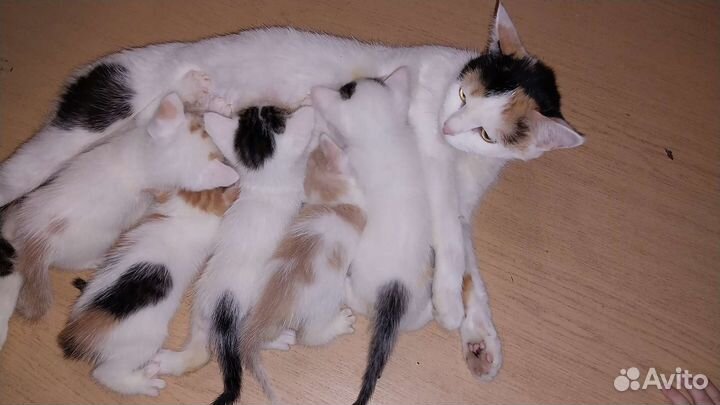 Котятки в добрые ручки