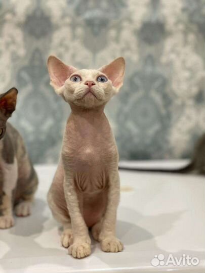 Девон-рекс маленькие и большие