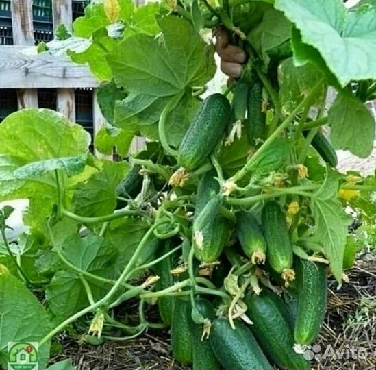 Огурцы оптом