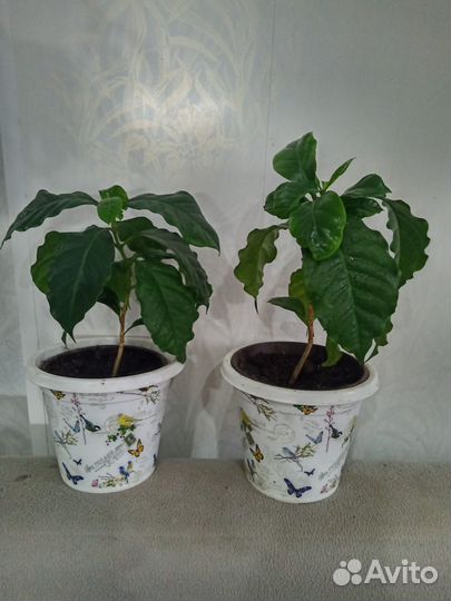 Кофейное деревце арабика - саженцы