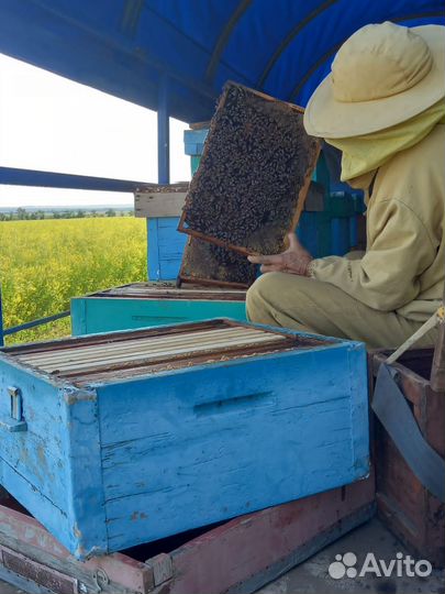 Продается пасека