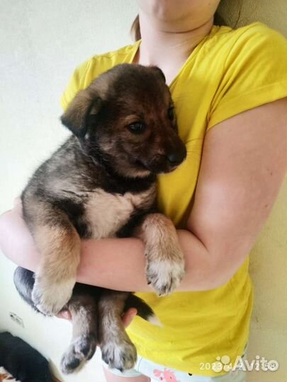 Милые щеночки