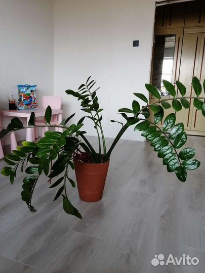 Замиокулькас